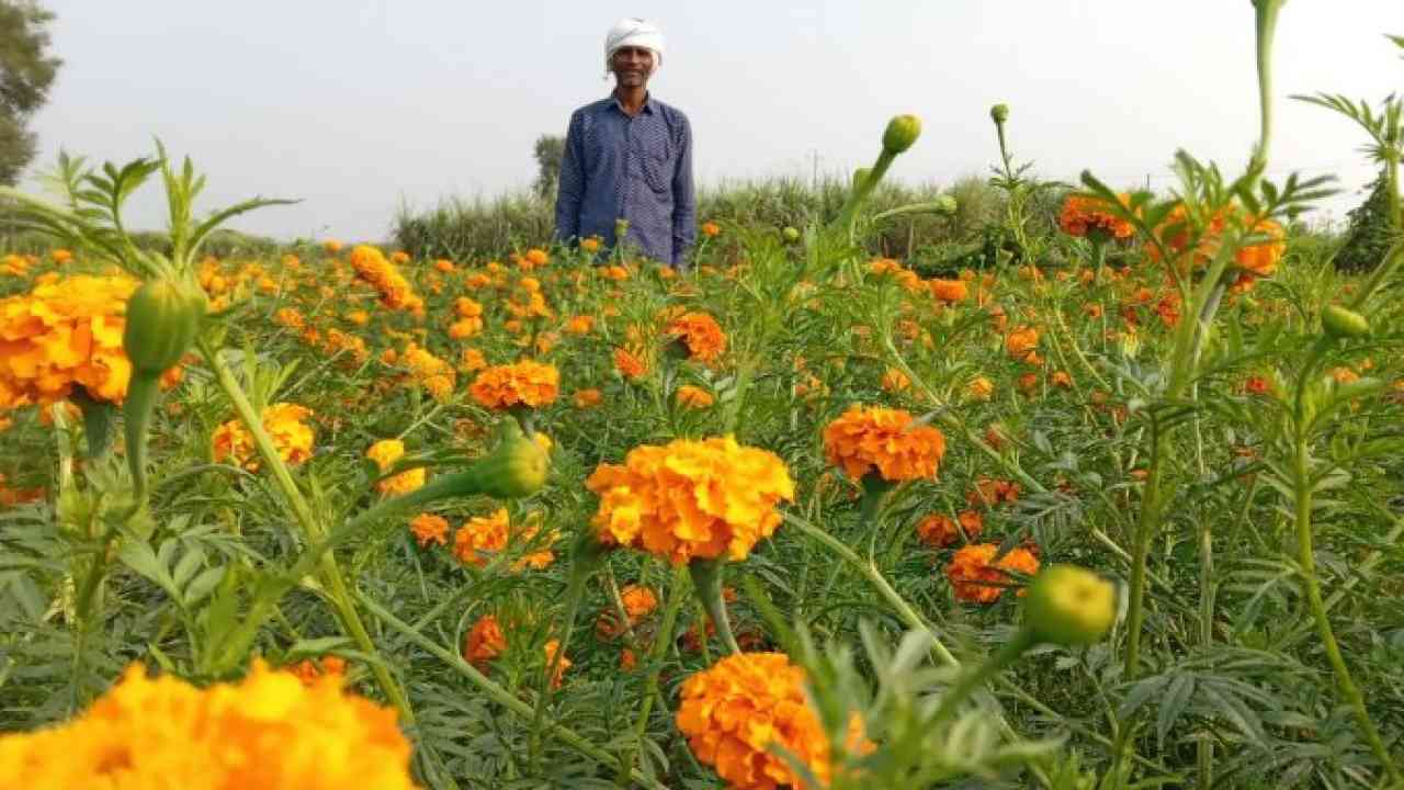 दिल्ली तक ख़ुशबू फैला रहे ऊमरा-गोपालपुर के फूल, सैकड़ों बीघे में हो रही है खेती