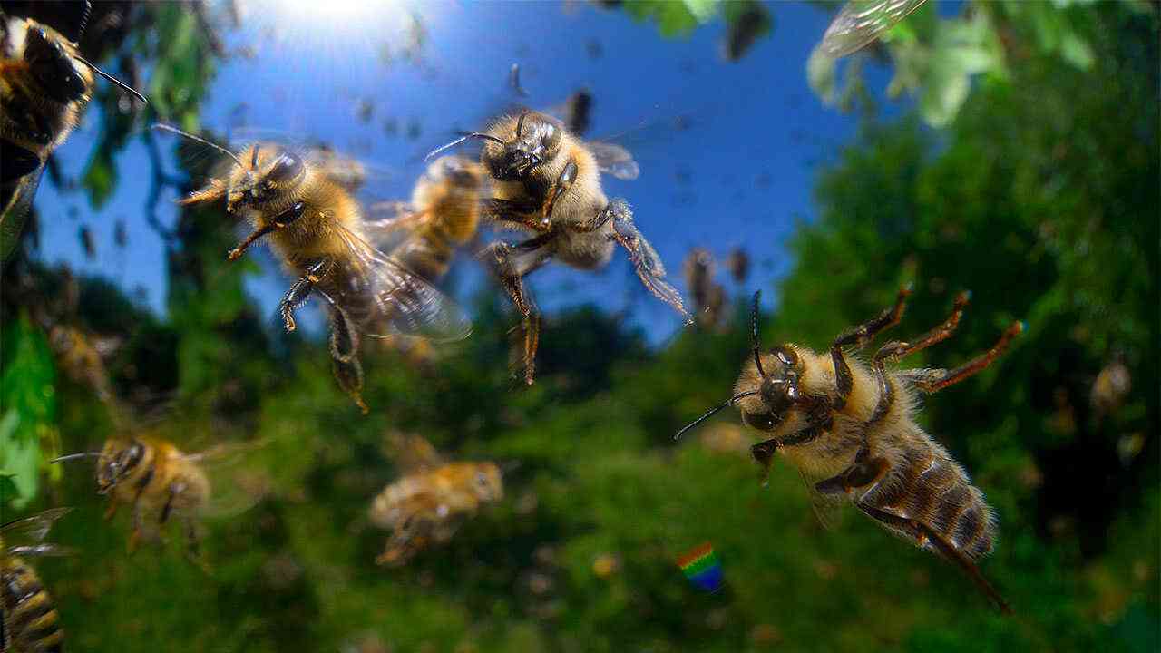 उत्तर प्रदेश में मधुमक्खी के हमले से एक व्यक्ति की मौत, पत्नी सहित चार अन्य घायल