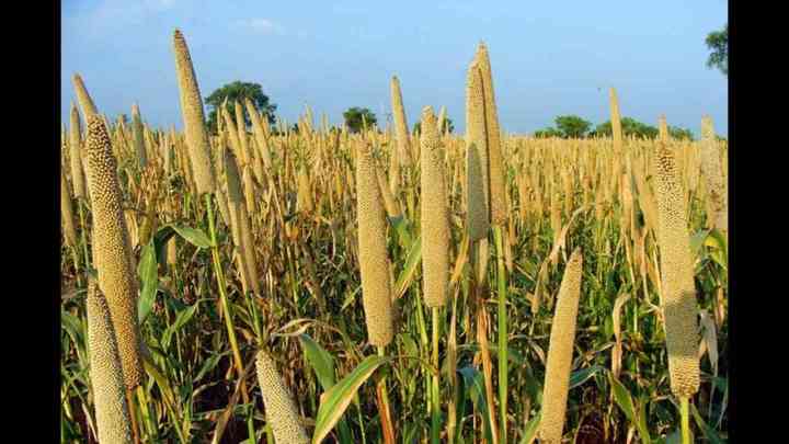 बाजरा और जौ की दुकान खोलने के लिए 20 लाख तक आर्थिक मदद देगी योगी सरकार