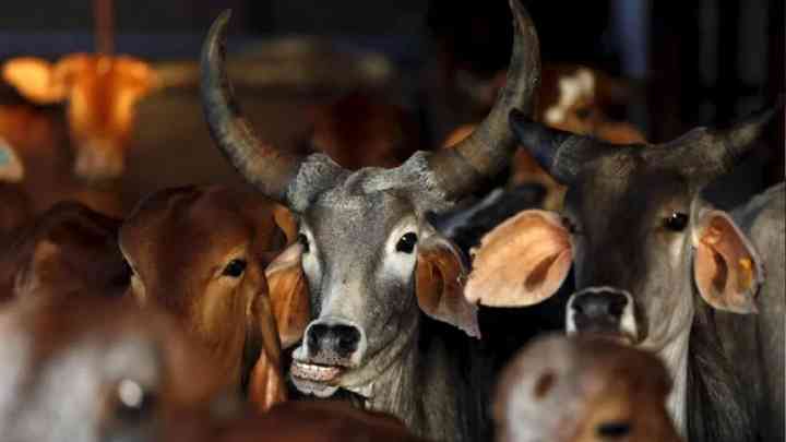 बलिया के गौशाला में 15 दिनों के भीतर 8 मवेशियों की मौत, जिला प्रशासन ने मांगी रिपोर्ट