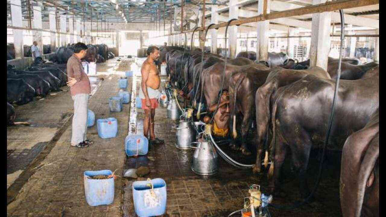 Ghaziabad Illegal Dairies Stink: गाजियाबाद में अवैध डेयरियों से निकलने वाले जानवरों के कचरे से बढ़ रही है बदबू