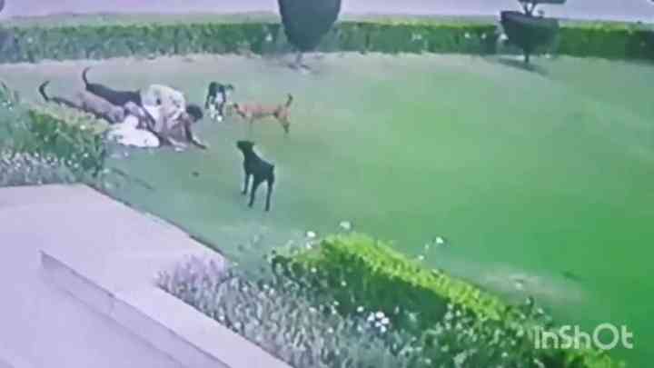 अलीगढ़: कुत्तों के झुंड का बुजुर्ग पर हमला, नोंच-नोंचकर मार डाला, CCTV में कैद वीडियो