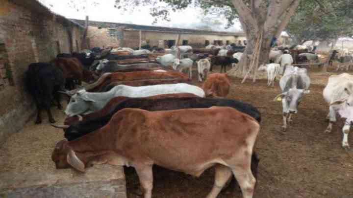 उत्तर प्रदेश के गोवंश आश्रय स्थलों पर रहेगी विशेष निगरानी, नियुक्त किये गये नोडल अधिकारी