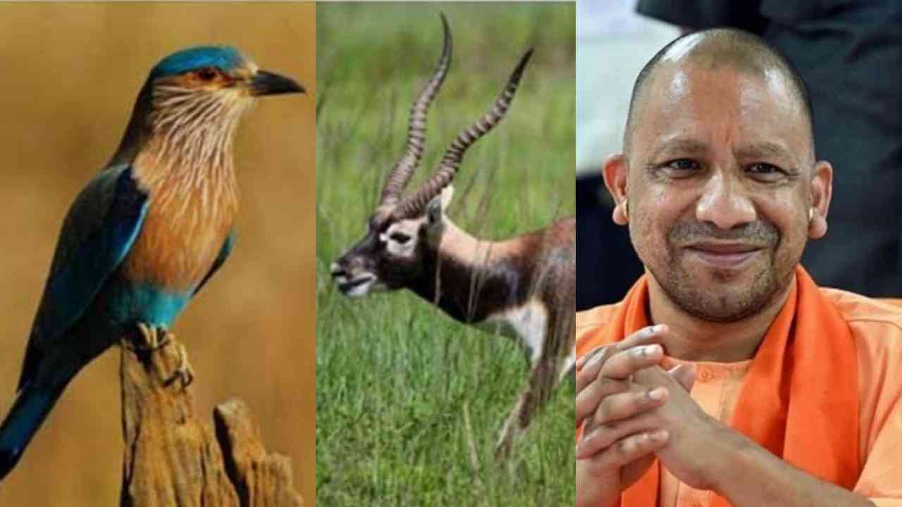 राज्य पशु 'बारहसिंघा' और राज्य पक्षी 'सारस' के संरक्षण के लिए बनाएं कार्ययोजना: मुख्यमंत्री योगी