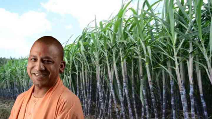 अब गन्ने की उपज बढ़ाने पर जोर देगी योगी सरकार, बनाया गया प्लान