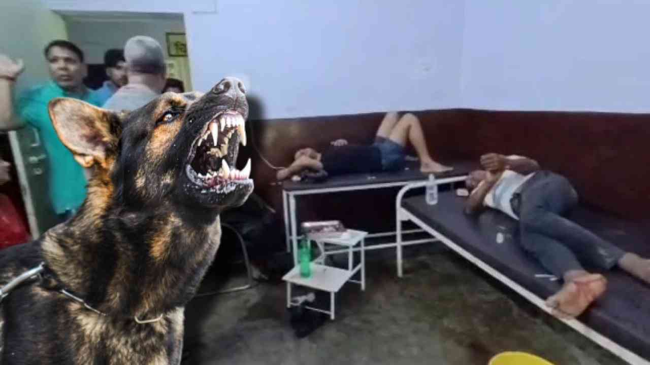 जालौन: कुत्ते का आतंक, 12 से ज्यादा लोगों पर किया अटैक, नगर पालिका कर्मियों ने लाठियों से मार-मारकर उतारा मौत के घाट