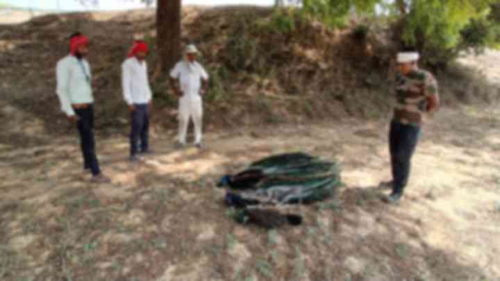 मिर्जापुर: तीन राष्ट्रीय पक्षी मोरों की मौत से हड़कंप