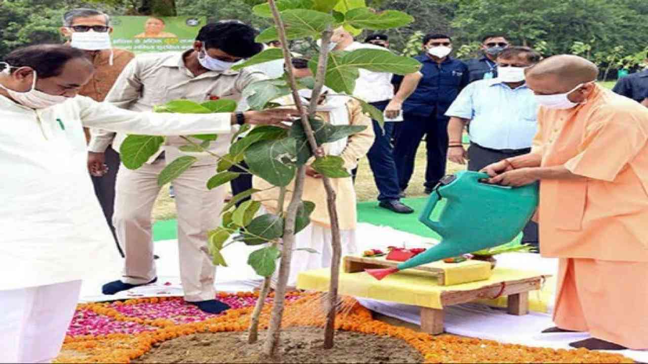 सीएम योगी के पौधरोपण महाअभियान का असर: प्रदेश में बढ़ी बाघ, हाथी, सारस और गिद्धों की संख्या