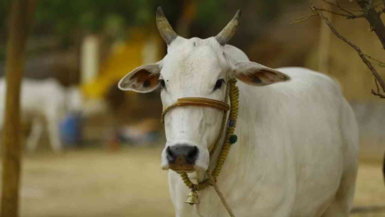 डीबीटी के माध्यम से होगा गौ आश्रय स्थलों का भरण पोषण,  गो आश्रय पोर्टल के माध्यम से किया जाएगा जुलाई माह का भुगतान