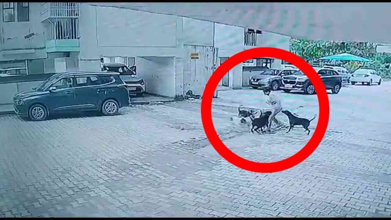 CCTV: कुत्तों के झुंड ने किया बच्चे पर हमला, जगह-जगह काट और नोंचा, डिलीवरी ब्वॉय ने बचाई जान
