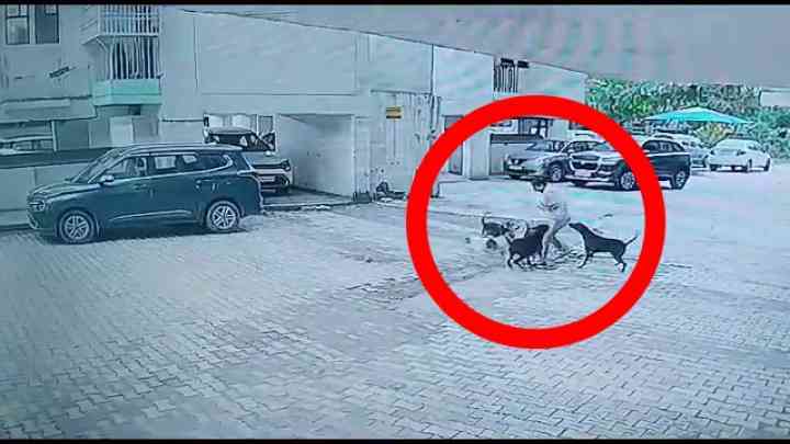 CCTV: कुत्तों के झुंड ने किया बच्चे पर हमला, जगह-जगह काट और नोंचा, डिलीवरी ब्वॉय ने बचाई जान