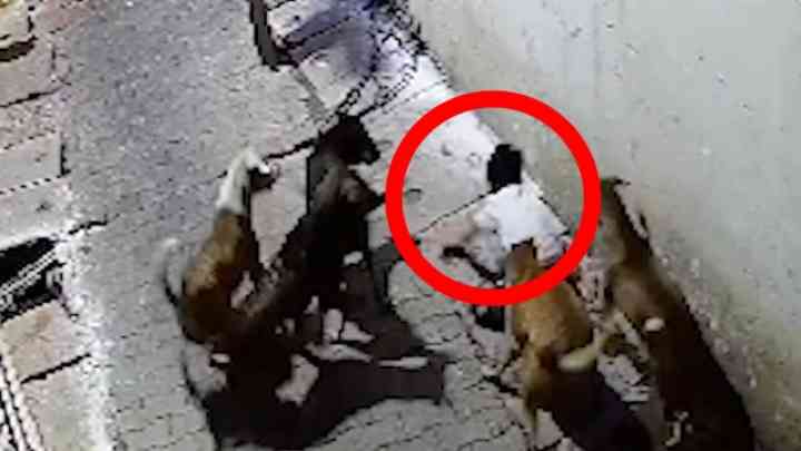 नहीं थम रहा आवारा कुत्तों का आतंक! 5 कुत्तों से झुंड ने 7 साल के बच्चे पर किया अटैक, 20 जगह काटा