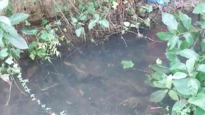 लाखों का बजट खर्च करने के बावजूद फर्रुखाबाद में पनप रहा मलेरिया और डेंगू का मच्छर, सरकारी विभाग पर लापरवाही का आरोप