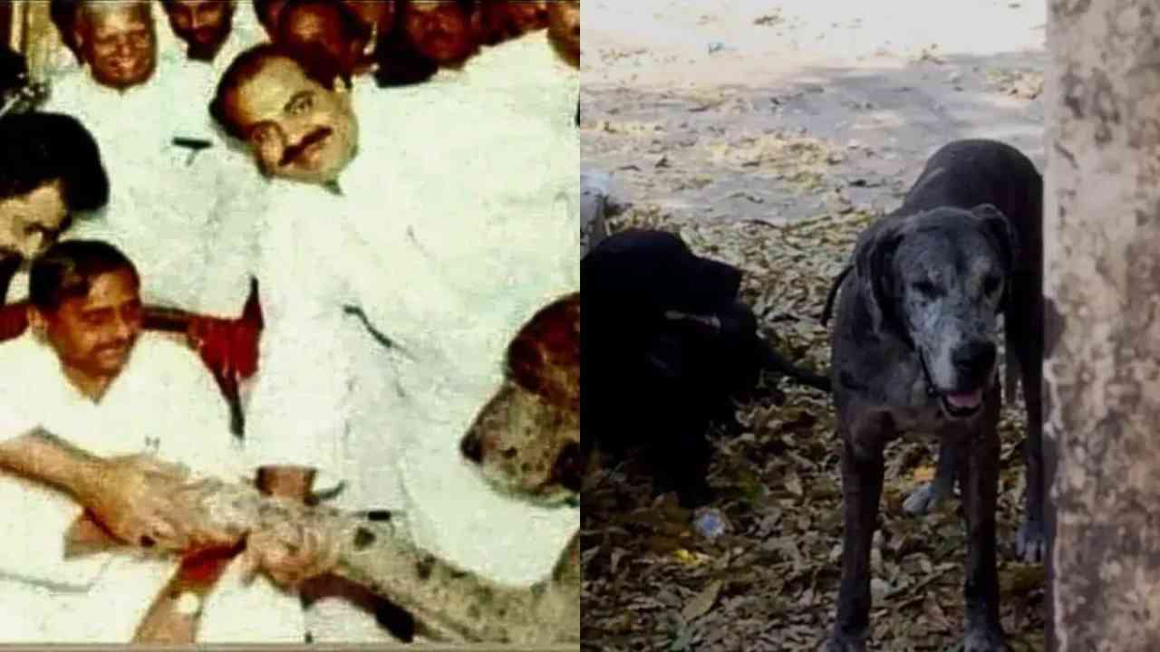 प्रयागराज: अतीक अहमद की मौत के बाद बेसहारा हुए उसके कुत्तों को मिल गया रखवाला, जानें किसने किया अडॉप्ट