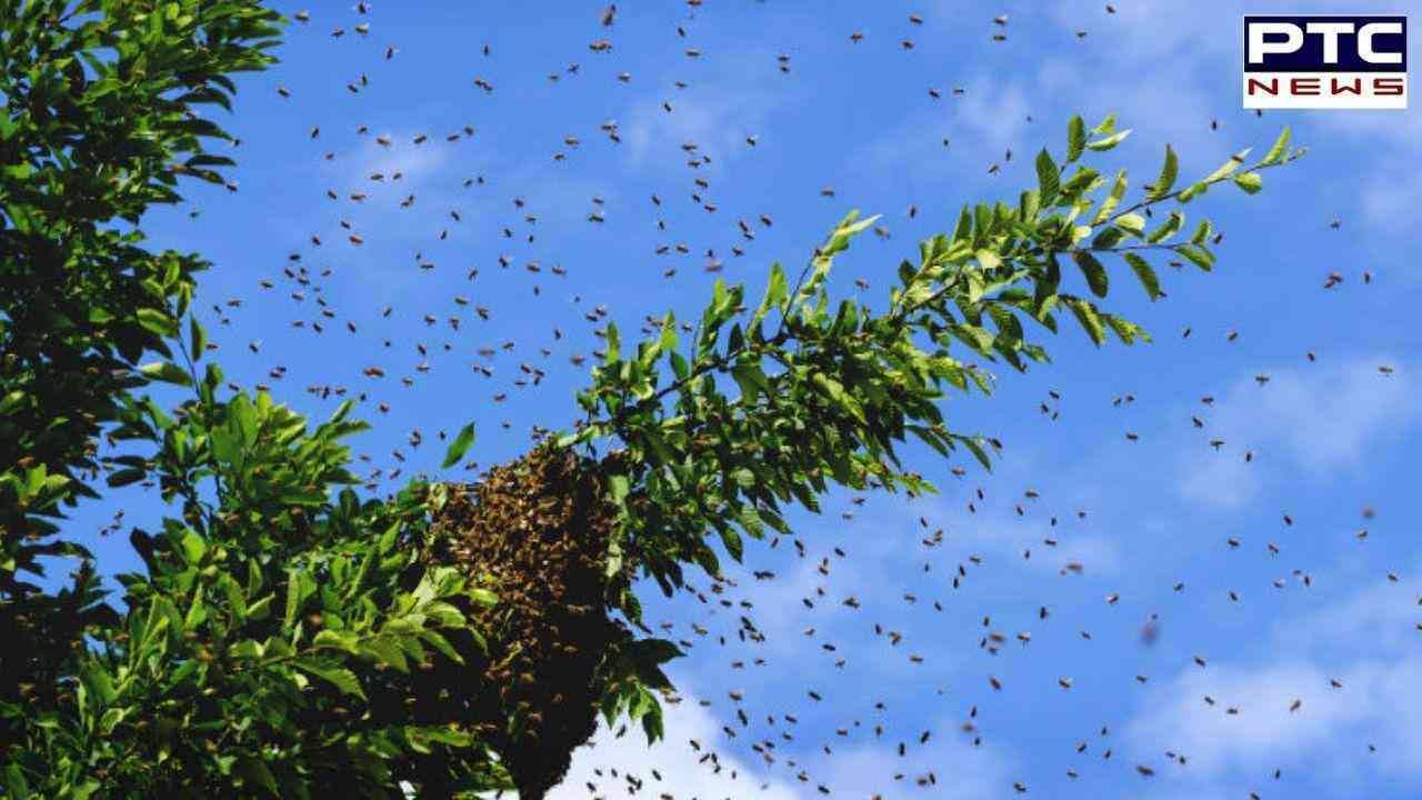 UP Bee attack: यूपी के आगरा में पेड़ से मधुमक्खी का छत्ता गिरने से घायल हुए 40 स्कूली छात्र