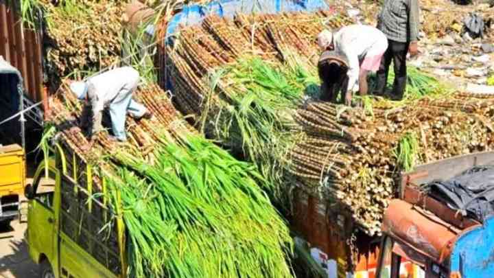 UP News: 7 वर्ष में ढाई लाख करोड़ से अधिक गन्ना मूल्य भुगतान कर चुकी योगी सरकार