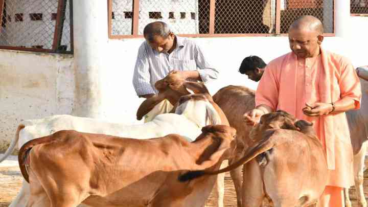 UP News: लोकसभा चुनाव प्रचार की व्यस्तता के बीच CM योगी ने की गोसेवा, गोवंश को खिलाया गुड़