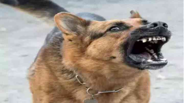 UP: गाजियाबाद में जर्मन शेफर्ड ने 6 साल की बच्ची पर किया हमला, वीडियो आया सामने