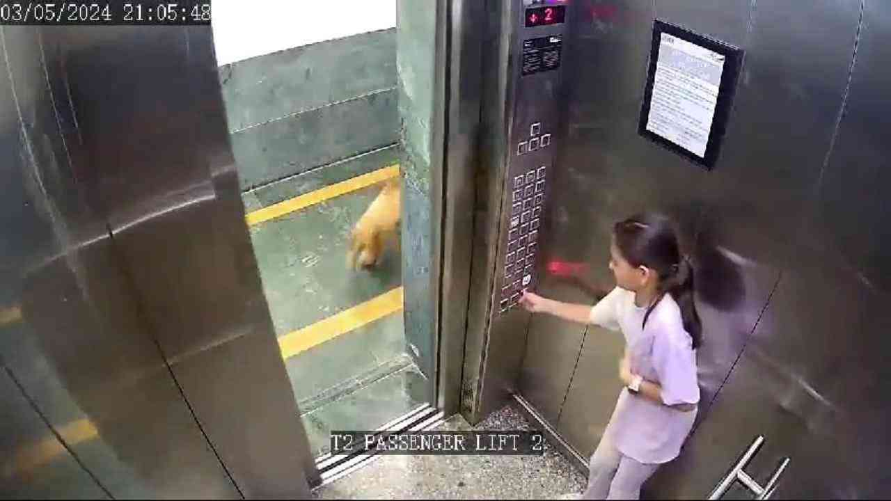 UP News:  नोएडा हाउसिंग सोसाइटी की लिफ्ट में बच्ची पर कुत्ते ने किया हमला, VIDEO VIRAL