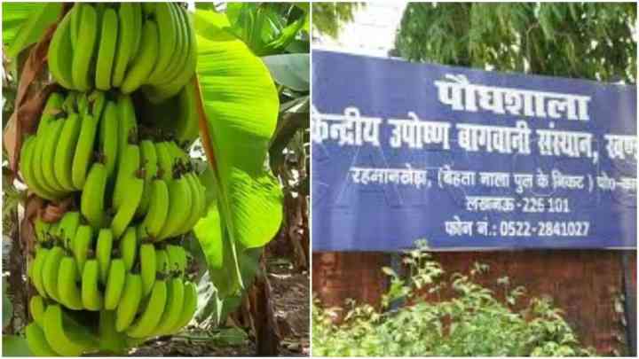 UP News: केला उत्पादक किसानों के लिए अच्छी खबर, CISH ने खोजा फसल बर्बाद करने वाले रोग का इलाज