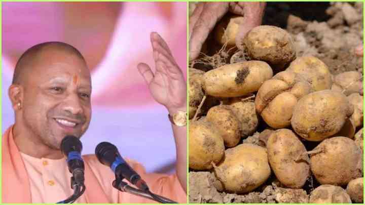 UP News: योगी सरकार लाई किसानों के लिए खुशखबरी, प्रदेश के आलू विदेशी बाजारों में बिकेंगे