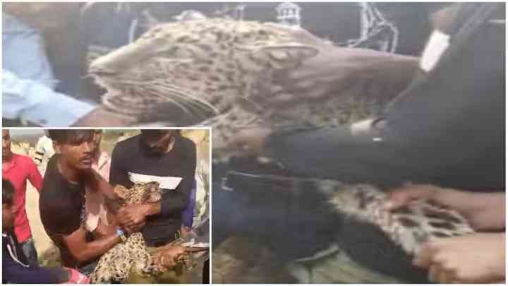 Viral News: महराजगंज में तेंदुए का हमला, लोगों ने पीट-पीटकर मार डाला