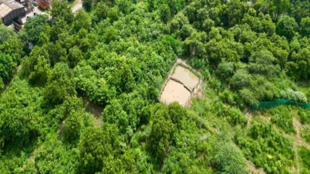सीएम योगी के नेतृत्व में बढ़ रही यूपी में हरियाली, इस वर्ष भी लगाए जाएंगे 35 करोड़ पौधे