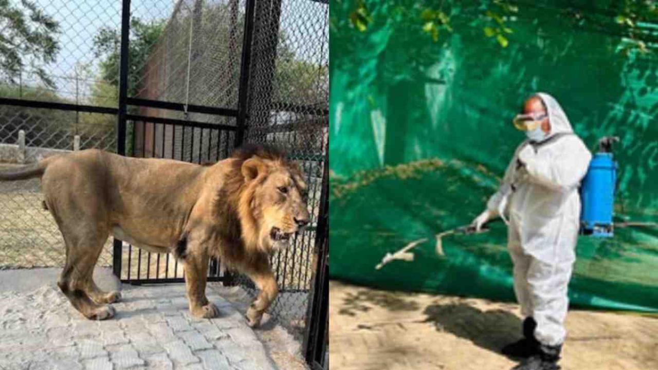 बर्ड फ्लू ने ली शेर पटौदी की जान, चिड़ियाघर बंद, सैनिटाइजेशन जारी