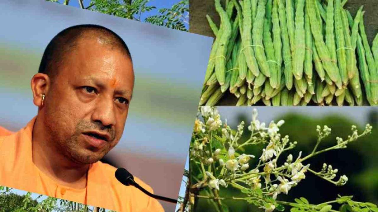 पोषण का पॉवर हाउस कहे जाने वाले सहजन को लेकर सीएम योगी का खास निर्देश