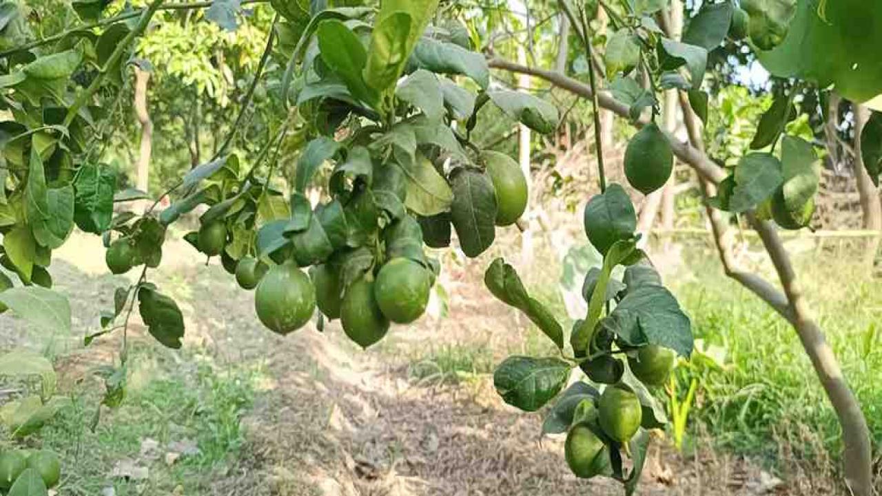 बाबा की बागवानी के सिलसिले को आगे बढ़ा रहे तीसरी पीढ़ी के अमित, यूपी की खेतीबाड़ी की योजनाओं के भी हैं मुरीद