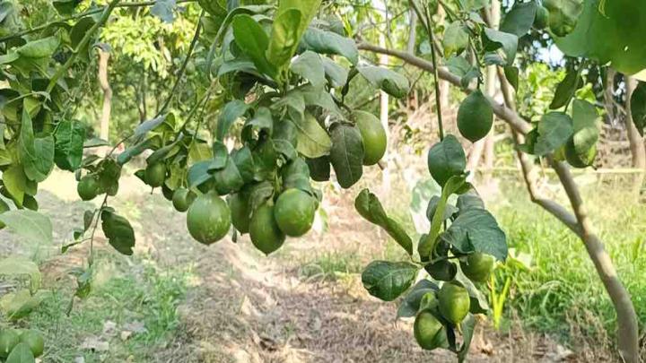 बाबा की बागवानी के सिलसिले को आगे बढ़ा रहे तीसरी पीढ़ी के अमित, यूपी की खेतीबाड़ी की योजनाओं के भी हैं मुरीद