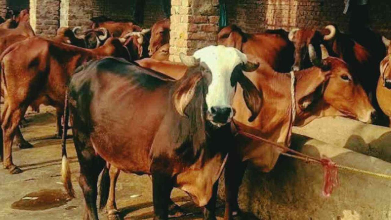 प्रभावी मॉनिटरिंग के जरिए प्रदेश में  पशुओं के प्रबंधन व एबीसी केन्द्रों के कुशल संचालन की तैयारी