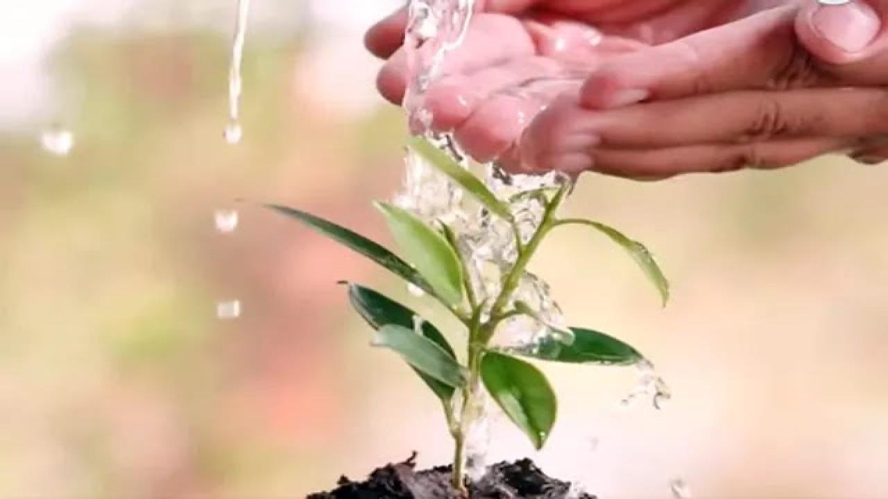 एकलव्य वन से प्रारंभ हुई थी विशिष्ट वन की श्रृंखला, 'एक पेड़ गुरु के नाम' पर होगा विशेष कार्यक्रम