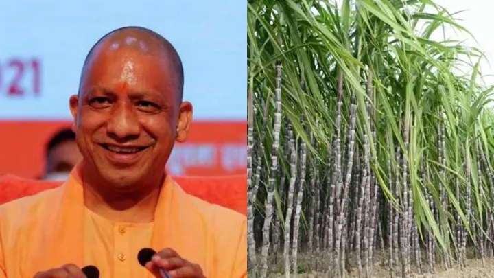 गन्ना किसानों को योगी सरकार का बड़ा उपहार, गन्ना मूल्य ₹30 प्रति कुन्तल बढ़ा