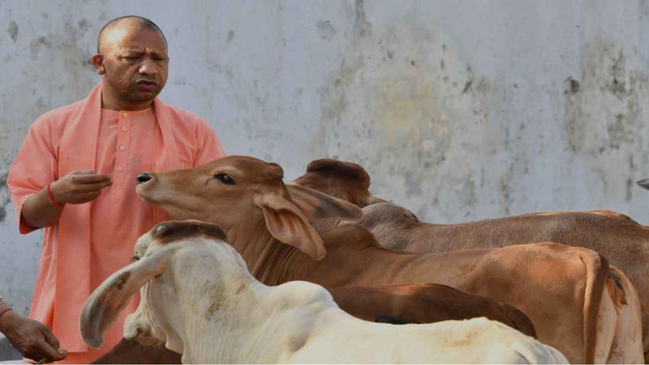 UP में गौशालाओं को आत्मनिर्भर बनाने की दिशा में योगी सरकार का बड़ा कदम, दीपावली पर गोबर से बने दीपों को मिलेगा बढ़ावा