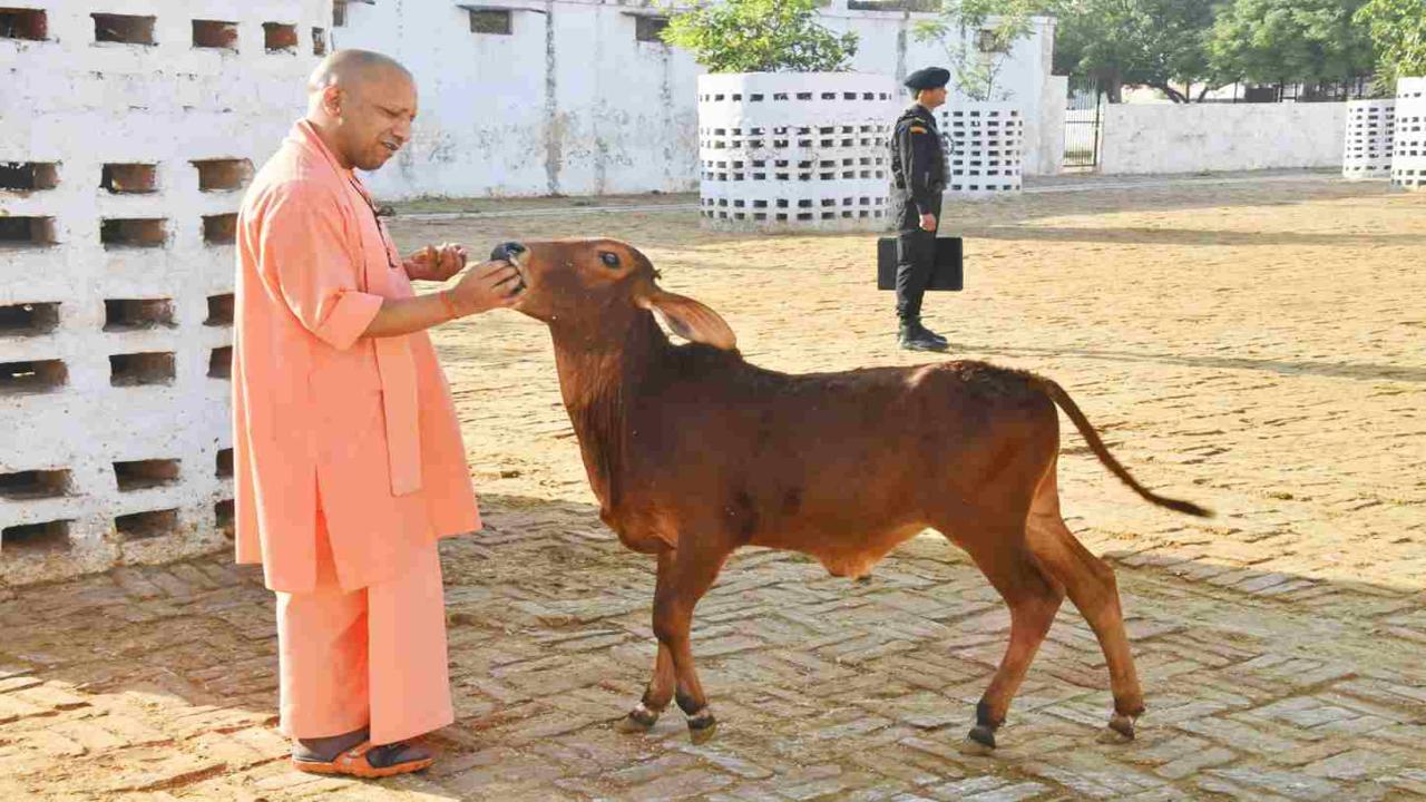 गौसेवा में समर्पित योगी सरकार, प्रदेश के 4366 गौ-आश्रय स्थलों पर सुदृढ़ निगरानी