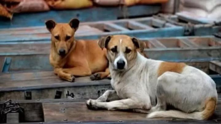 आवारा कुत्तों से निजात दिलाएंगे शेल्टर होम व एबीसी सेंटर