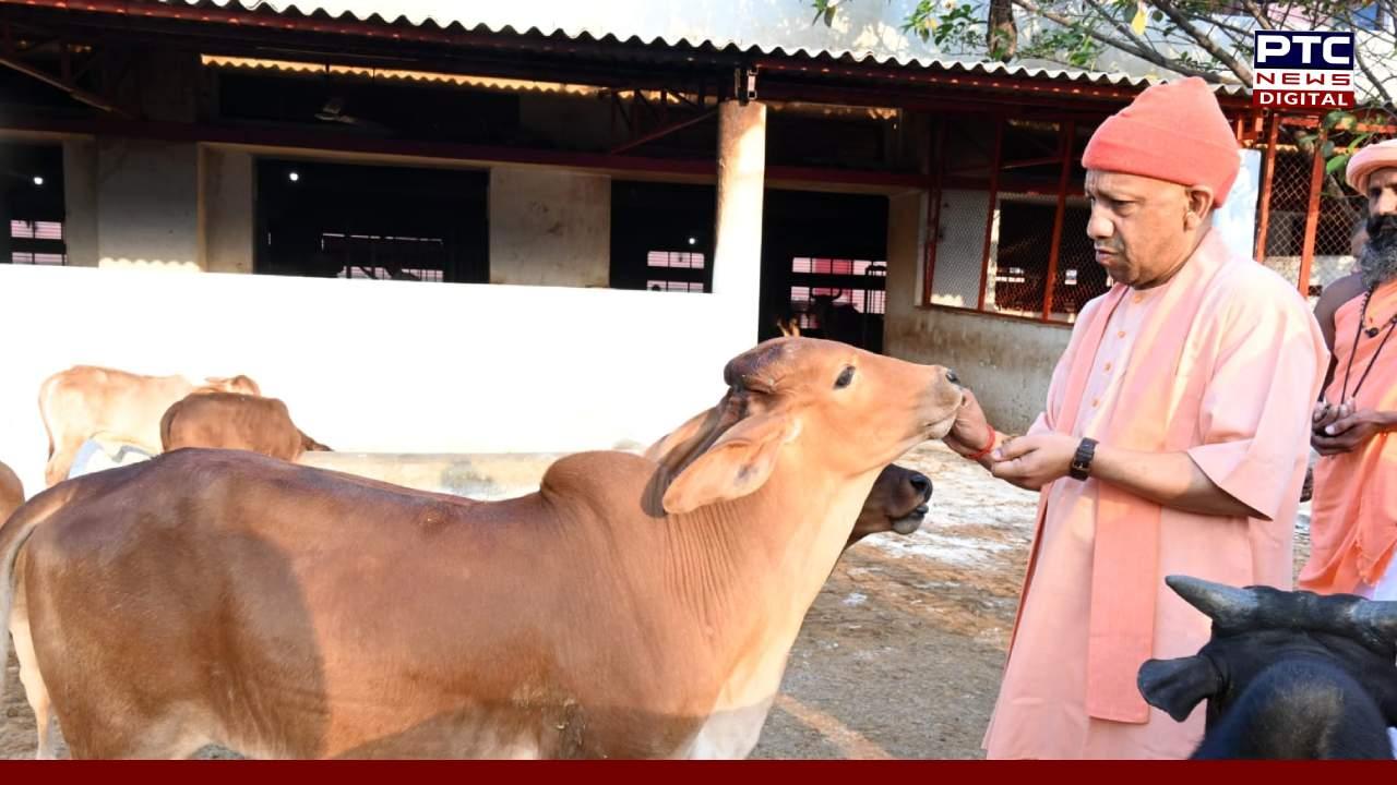 गोसेवा में रमे यूपी के मुख्यमंत्री योगी आदित्यनाथ, गोवंश को खिलाई गुड़-रोटी